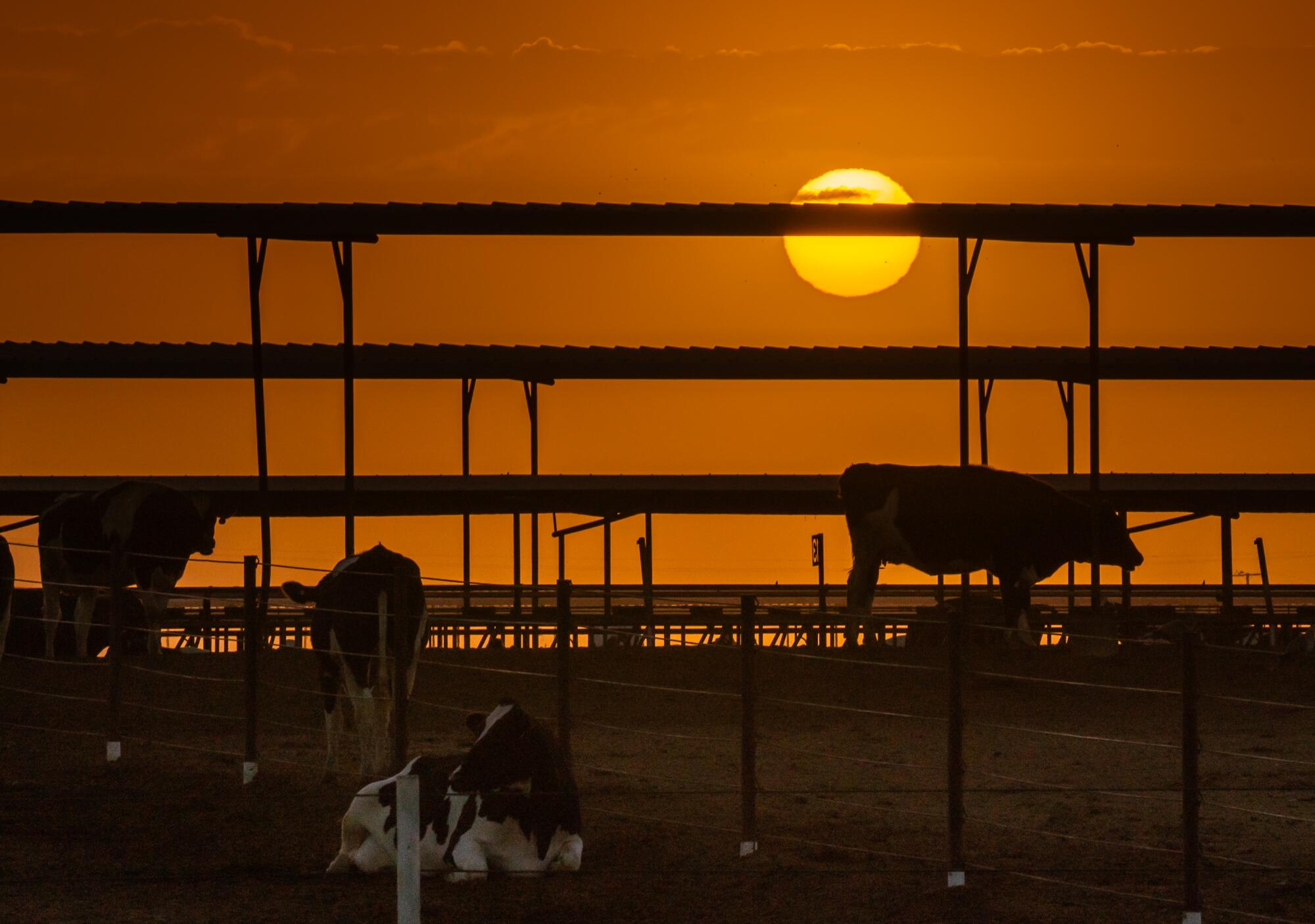 The morning sun rises over the cows in a corral.