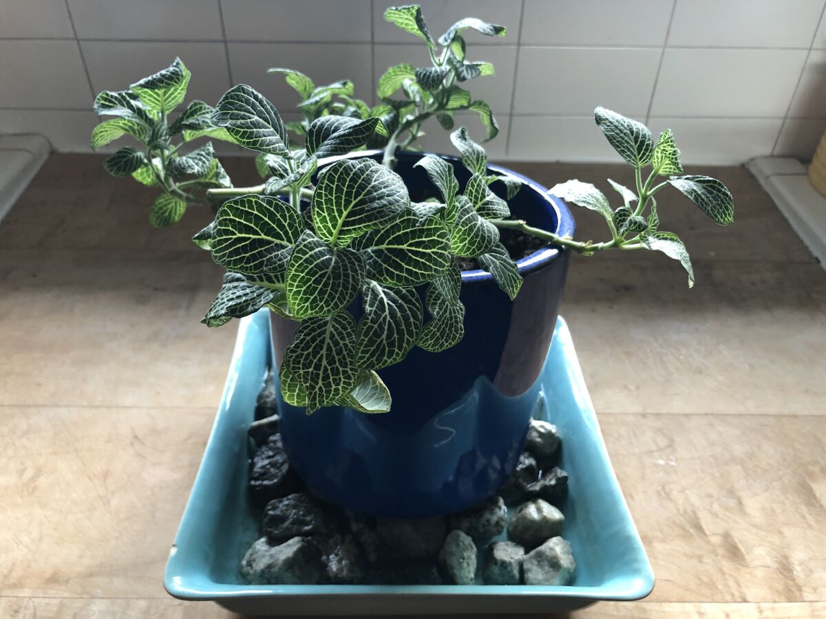 A  potted fittonia plant on a tray of damp pebbles 