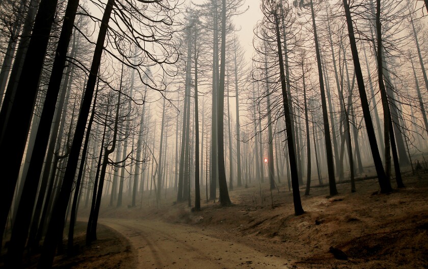 A road cuts through the community of Grizzly Flats, which was consumed by the Caldor fire on Aug. 18.