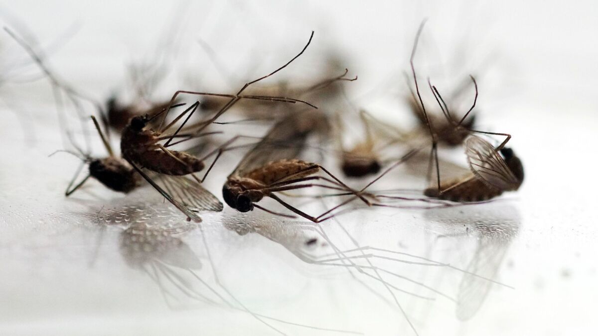 Mosquitoes that tested positive for West Nile virus have been found in 33 of California's 58 counties this year.