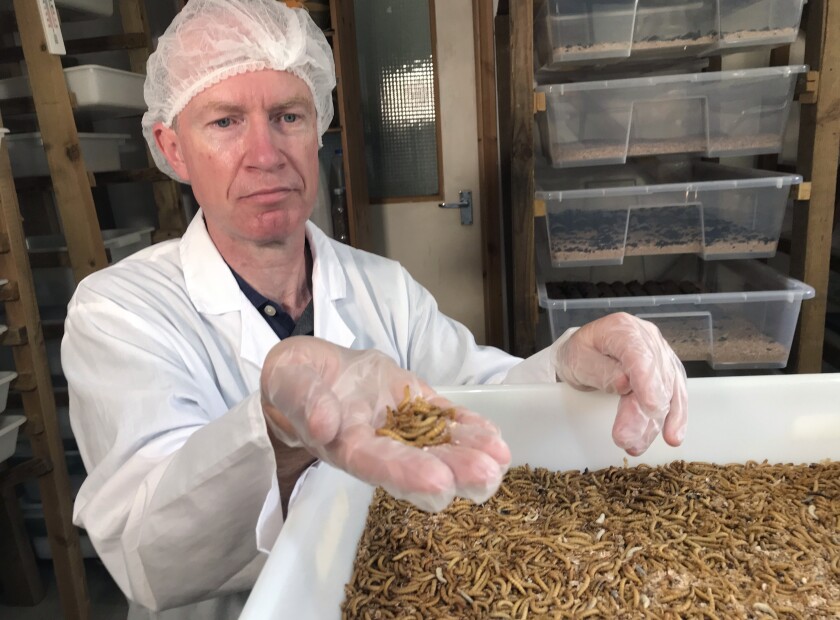 Tom Mohan, co-founder of Horizon Insects, holds a handful of Tenebrio molitor larvae, at the company’s London insect farm on June 2, 2021. While insects are commonly eaten in parts of Asia and Africa, they're increasingly seen as a viable food source in the West as Earth’s growing population puts more pressure on global food production. Experts say they’re rich in protein, yet can be raised much more sustainably than beef or pork. Regulatory change has also made things easier for European companies looking to market insects directly to consumers. (AP Photo/Kelvin Chan)