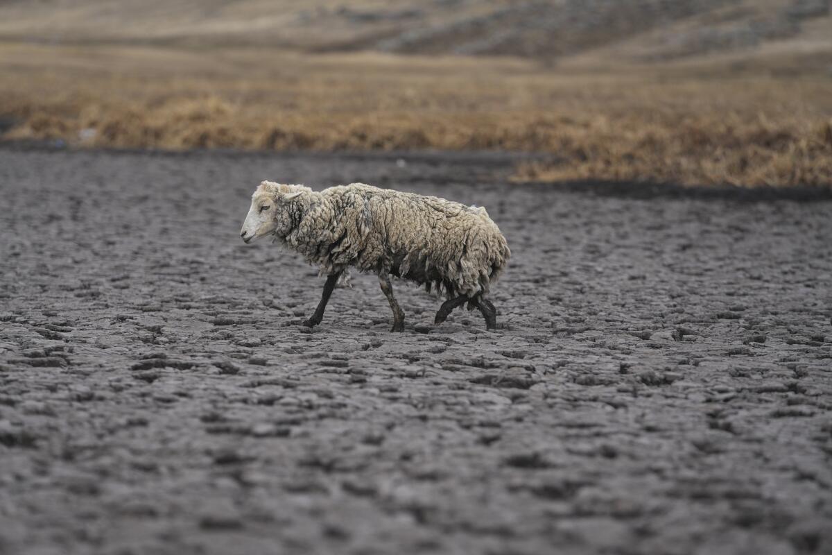 Emaciated sheep walking on dried-up lagoon bed