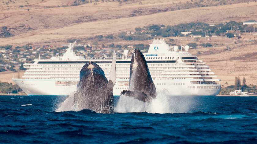 Four places on Maui to see humpback whales right now - Los Angeles Times