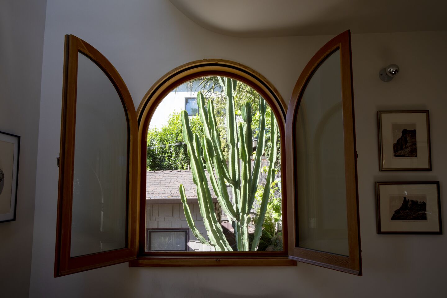 A tall euphorbia cactus grows outside the writing studio.