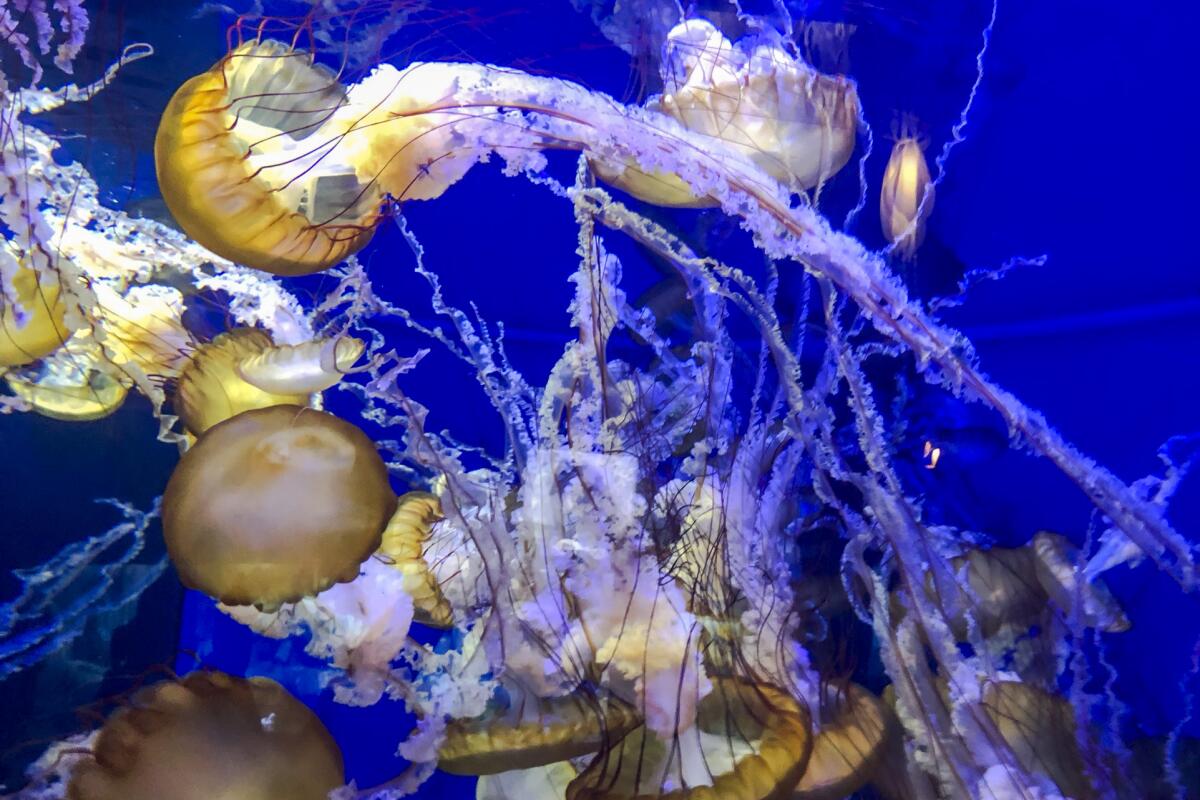A view of the jellyfish at the Aquarium of the Pacific.