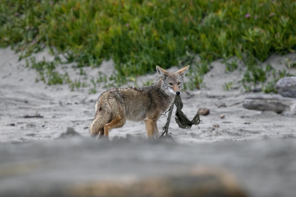 A coyote with a seal carcass at Point Reyes National Seashore.