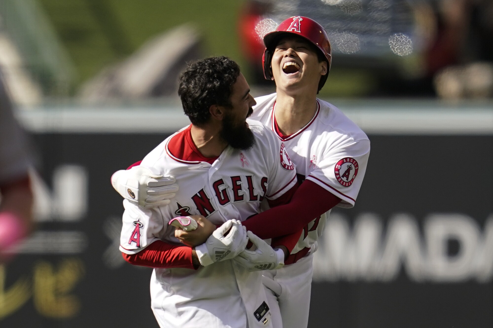 Angels designated hitter Shohei Ohtani celebrates with Anthony Rendon on the field after a win.