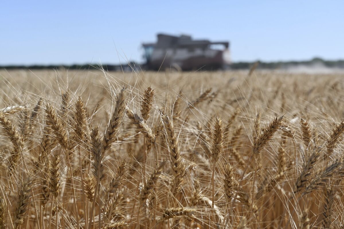 A harvester collects wheat in Semikarakorsky District of Rostov-on-Don region near Semikarakorsk, Southern Russia, Wednesday, July 6, 2022. Russia is the world's biggest exporter of wheat, accounting for almost a fifth of global shipments. It is expected to have one of its best ever crop seasons this year. Agriculture is among the most important industries in Russia, accounting for around 4% of its GDP, according to the World Bank. (AP Photo)