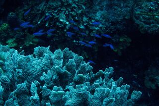 Corals, sea fans and other underwater life are seen in the blue waters of Roatán.