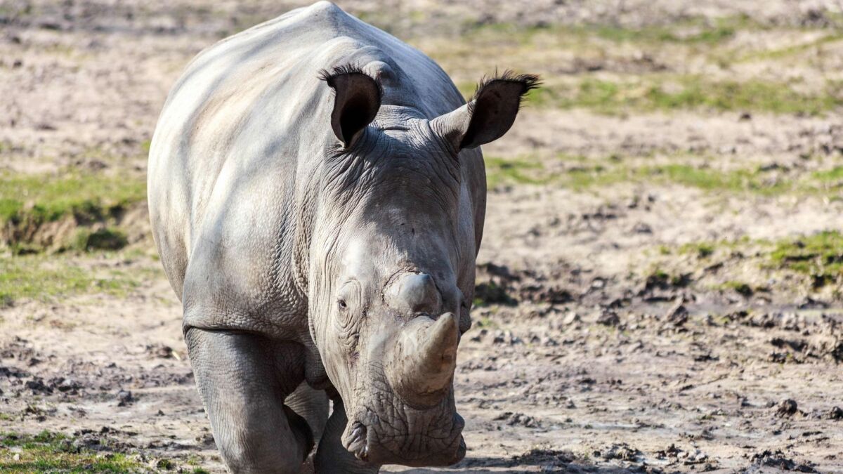 A photo released March 8, 2017, by the Domaine de Thoiry shows the rhinoceros named Vince at the Thoiry Zoo outside Paris last March.