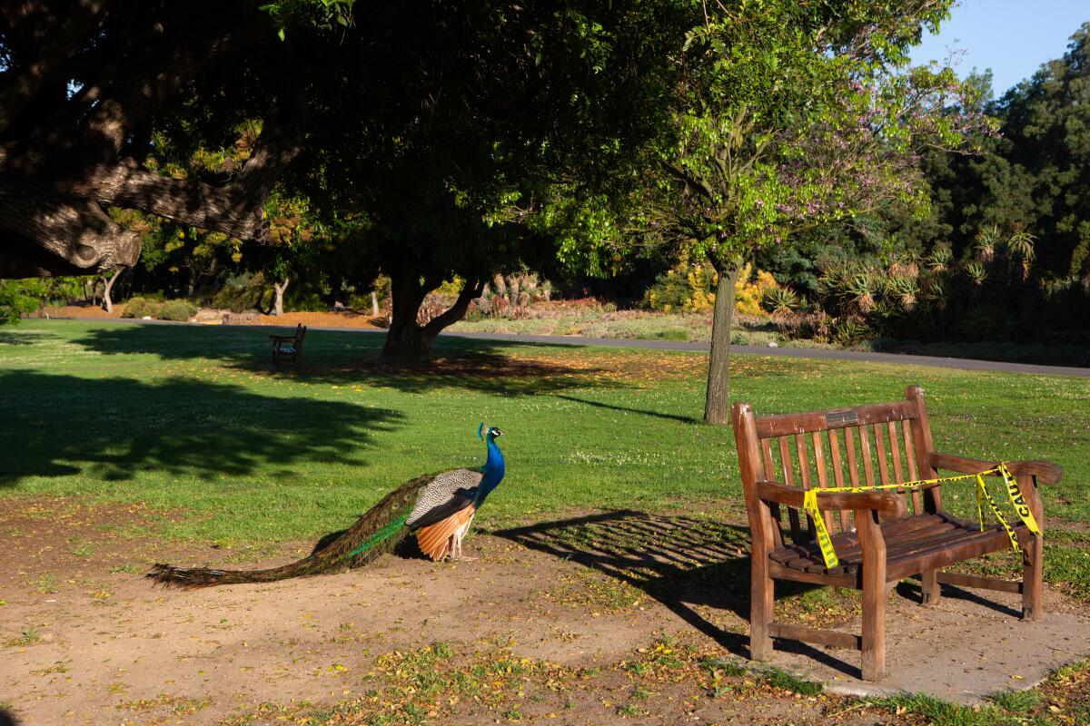 A peacock hangs out near a wooden bench at the Los Angeles County Arboretum and Botanic Garden. 