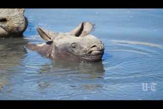Seven-week-old greater one-horned rhino takes a dip with mom at San Diego Zoo Safari Park