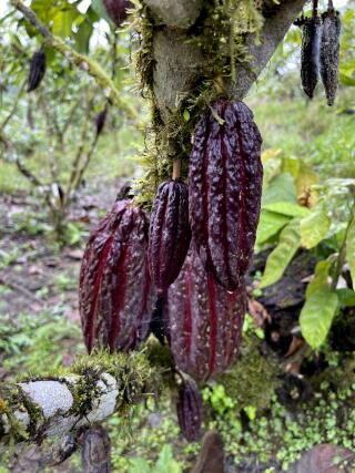 Pods of cacao beans hanging from a tree