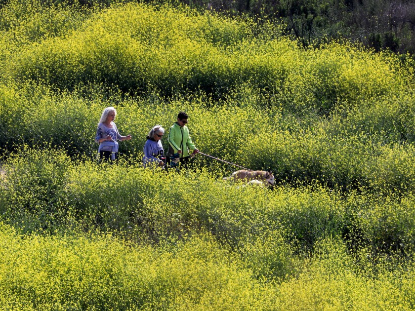 Personen, die auf den Wegen im Fairview Park wandern, werden von den hohen Beständen des schwarzen Senfs in Costa Mesa in den Schatten gestellt.