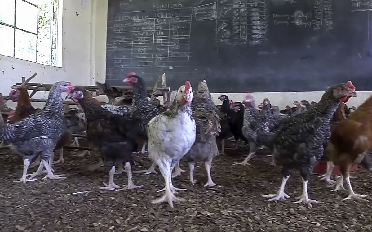 In this image made from video, chickens are being reared in a former classroom at the Mwea Brethren School in Kirinyaga county, Kenya Monday, Aug. 31, 2020. Chickens have replaced students in one Kenyan school as struggling educators make what money they can after the country's studies were called off until January. (AP Photo/Moses Ndungu)