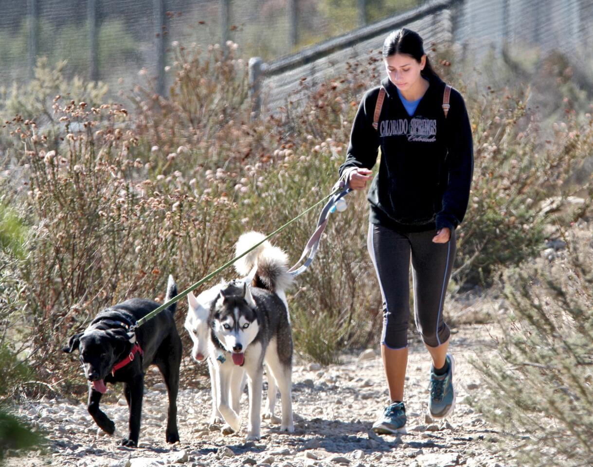 Dog walker Melanie Ezinga, 22 of La Crescenta, walks Paiute, a black Labrador, along side her Huskies Phoenix, center, and Cosmo, right, during a clear cool early afternoon at Deukmejian Wilderness Park in Glendale on Thursday, December 31, 2015.