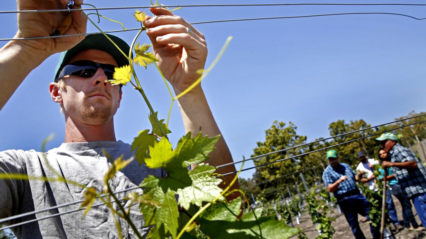 Winemaking at California colleges