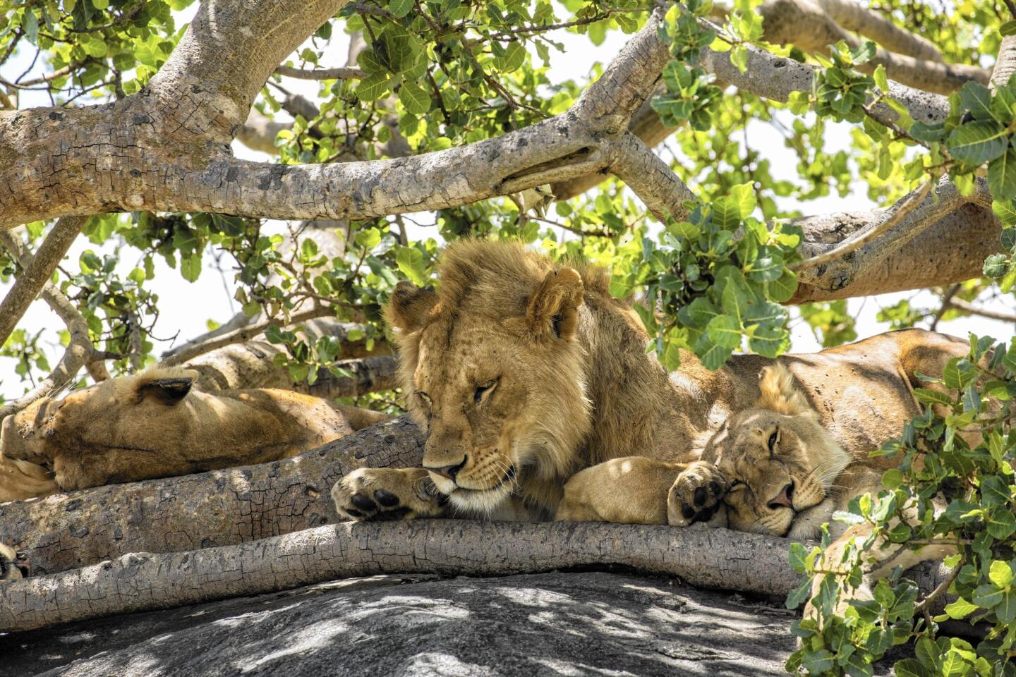 Lions rest in the shade atop rocks in the Namiri Plains area of the Serengeti.