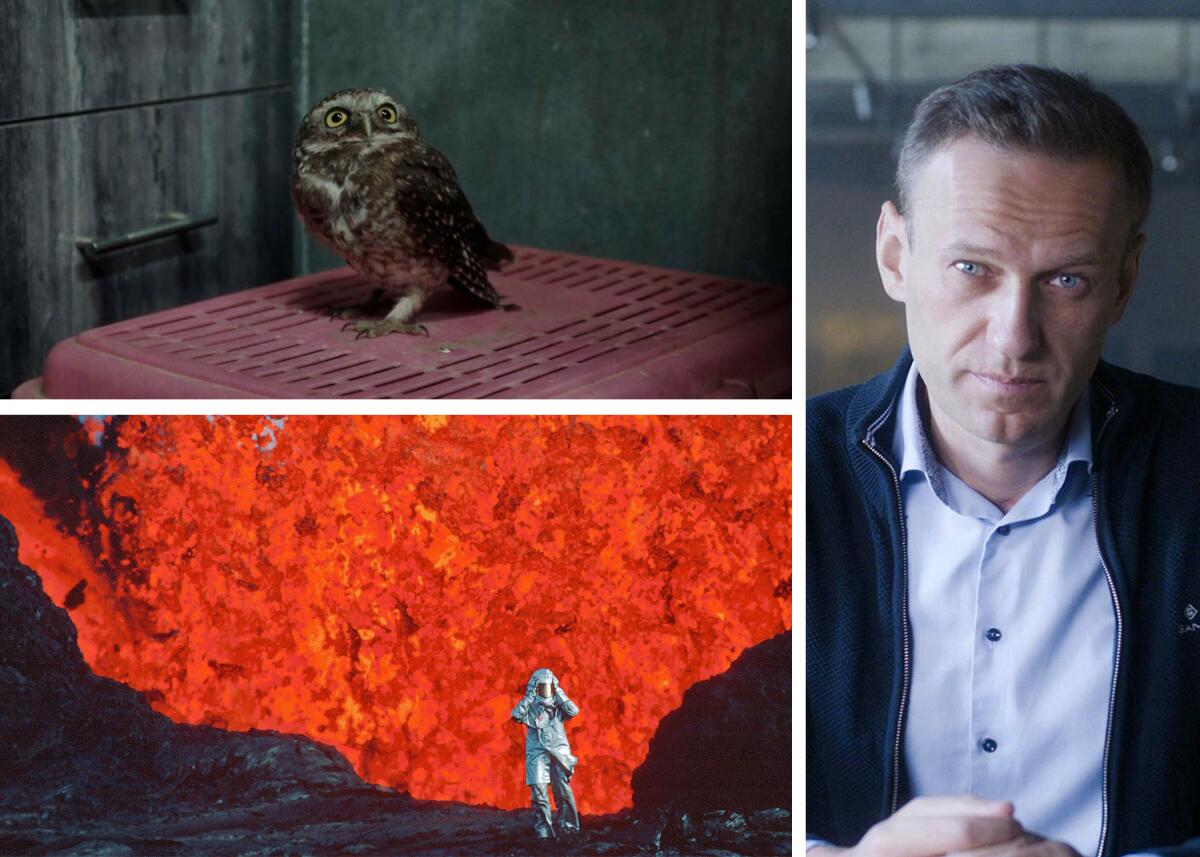 An owl atop a cage in "All That Breathes'; Russian dissident Alexei Navalny; a woman near a fiery volcano in "Fire of Love." 