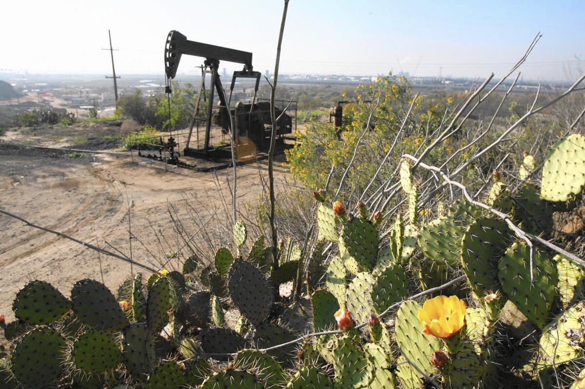 Cactus blooms in front of an oil pump on Banning Ranch. A hotly contested proposal to build housing, retail space, a hotel and community parks on the property could hit a major roadblock next week.