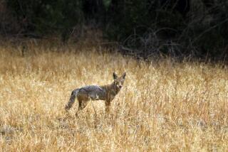 Agoura Hills, California—June 20, 2021—A coyote in Liberty Canyon, which is part of Liberty Canyon natural preserve. A proposed $87-million mountain lion bridge spanning the 101 Freeway in Agoura Hills may break ground later this year. It would be the largest wildlife crossing in the world – and a new defining cultural feature on the Southern California landscape. (Carolyn Cole / Los Angeles Times)