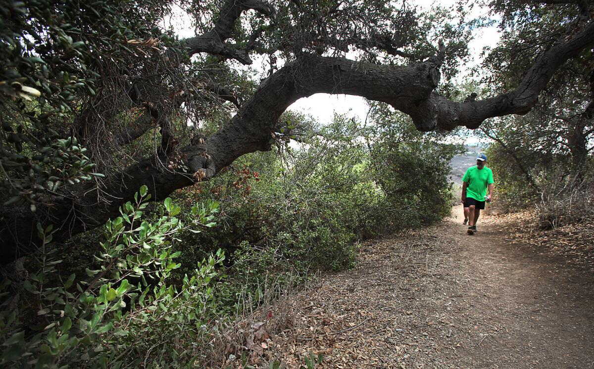 Hikers walk past big coast live oaks on the Moonridge Trail in Wildwood Park.