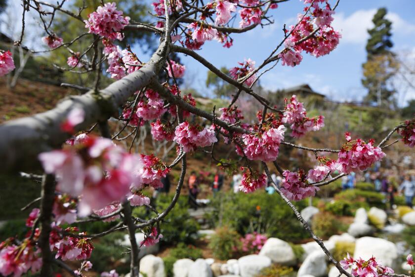 Cherry Blossom trees bloom during the 13th annual Cherry Blossom Festival at the Japanese Friendship Garden in Balboa Park on March 11, 2018. (Photo by K.C. Alfred/ San Diego Union -Tribune)