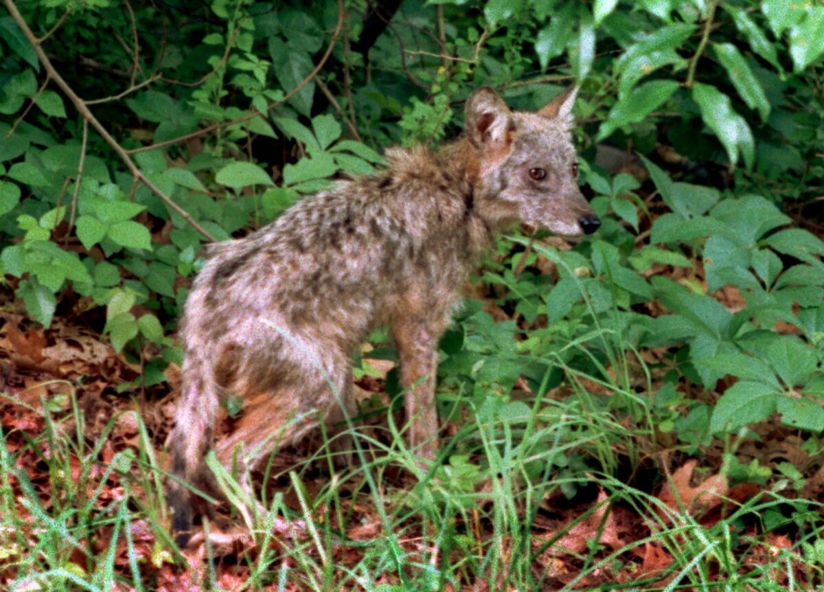 are dogs allowed at cape pope wildlife refuge