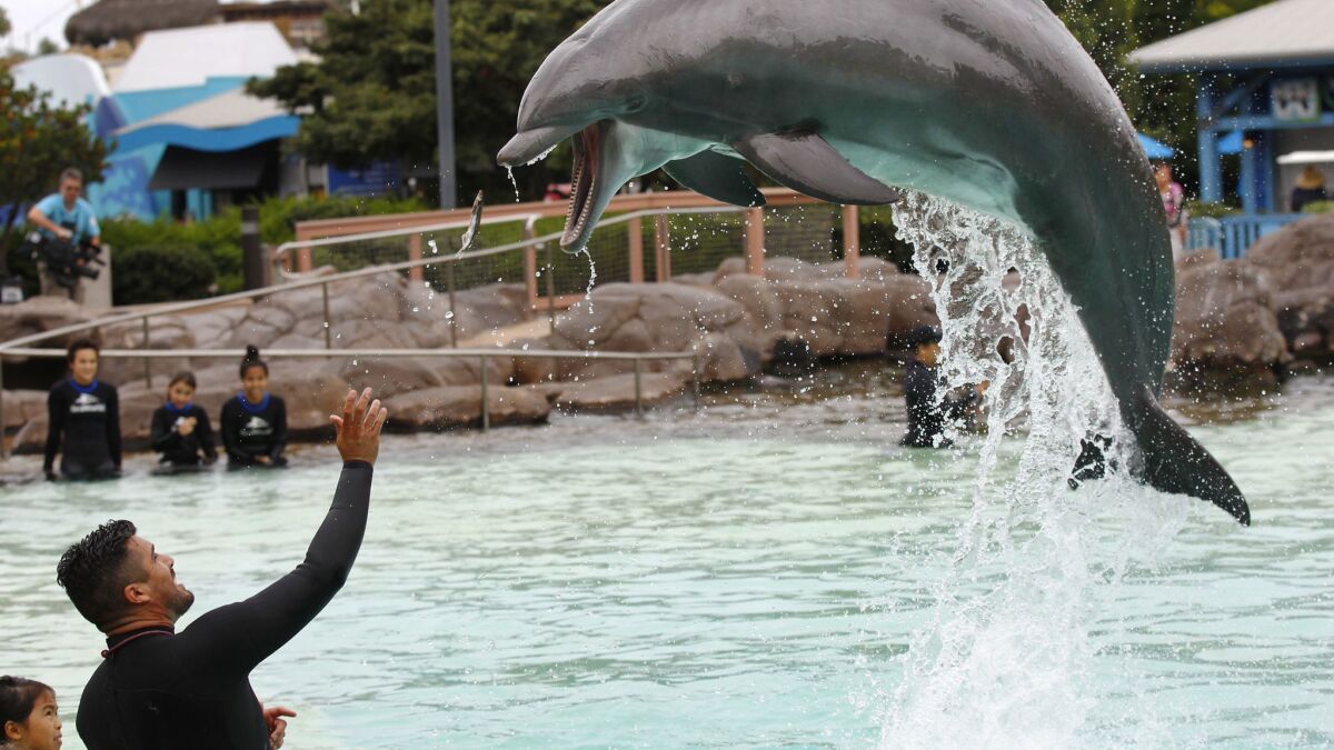 Trainer Jorge Villa feeds a dolphin at SeaWorld San Diego.