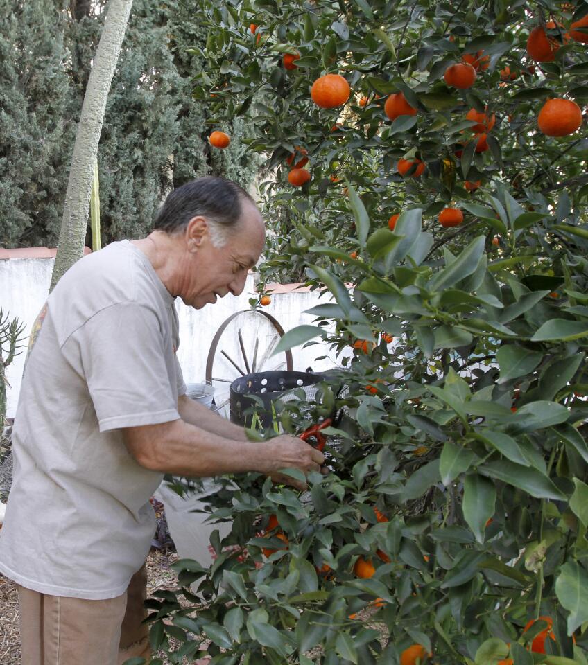 Photo Gallery: La Crescenta resident has been growing his own food for 40 years