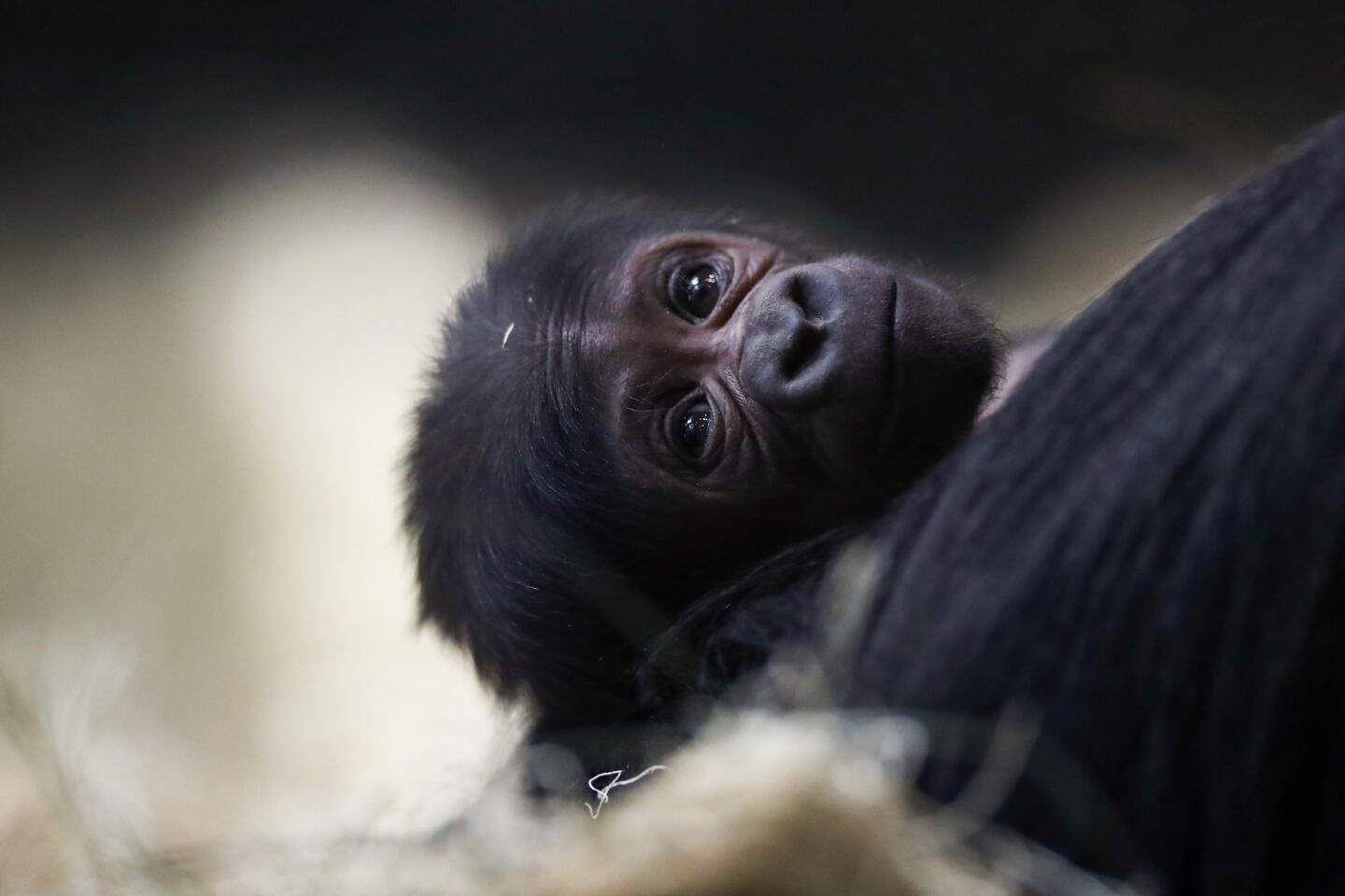 An unnamed male baby is held by mother Rollie at the Lincoln Park Zoo in Chicago on May 14, 2019. Read more about its birth here.