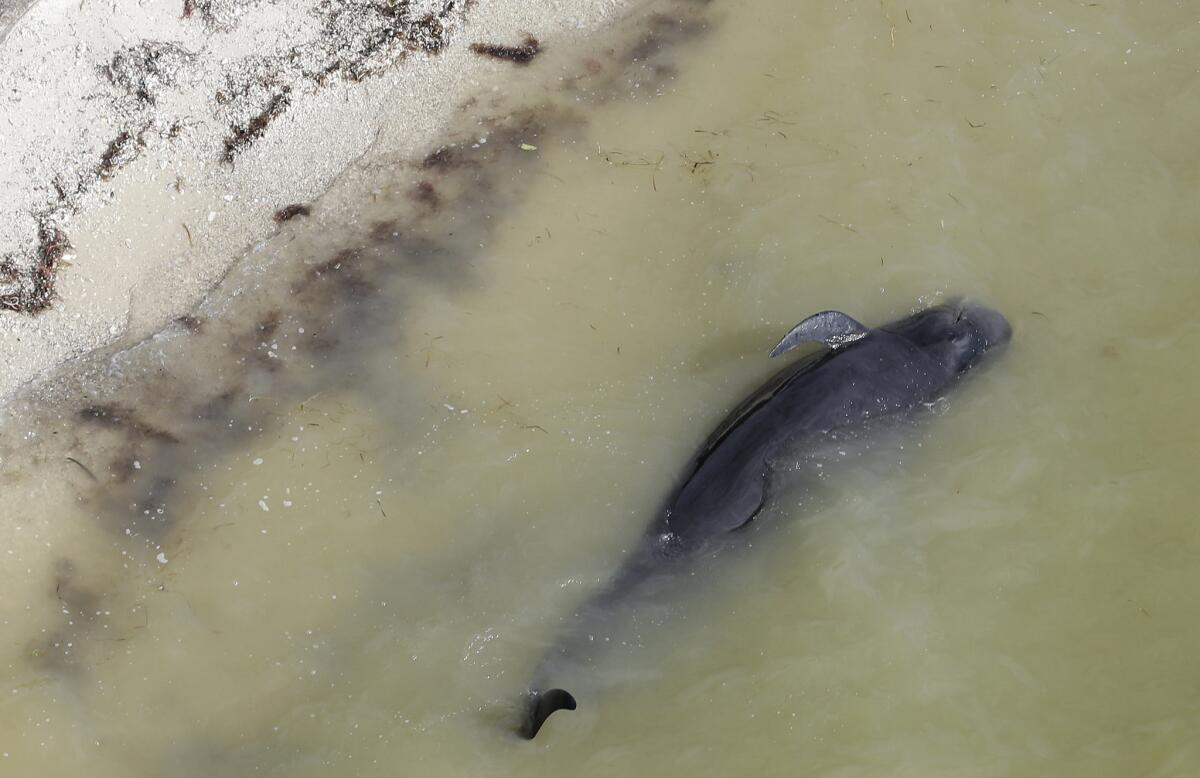 A dead pilot whale lies near the beach in a remote area of Florida's Everglades National Park.