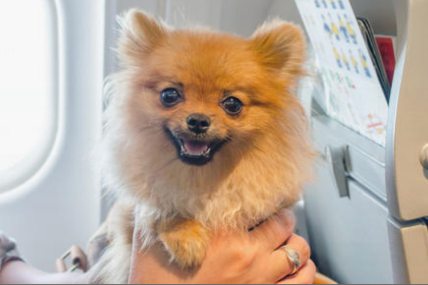 Si usted es dueño de una mascota, no cometa el error de llevar a su mascota sólo para llegar al aeropuerto y darse cuenta de que Fido no puede venir con él. Southwest permite pequeños perros y gatos domésticos que han sido vacunados así como animales de servicio completamente entrenados. Los perros y gatos pequeños y las aves domésticas pueden volar en el Delta. Se permiten animales de servicio entrenados con la documentación adecuada. United Airlines permite el ingreso de perros, gatos, conejos y todas las aves domésticas, con la excepción de las cacatúas. Se permiten los animales de servicio con su certificado de vacunación, pero no pueden viajar dentro de los 30 días posteriores a la vacunación contra la rabia. Tenga en cuenta que las aerolíneas cobran un cargo extra por viajar con mascotas. Traducción realizada con la versión gratuita del traductor www.DeepL.com/Translator