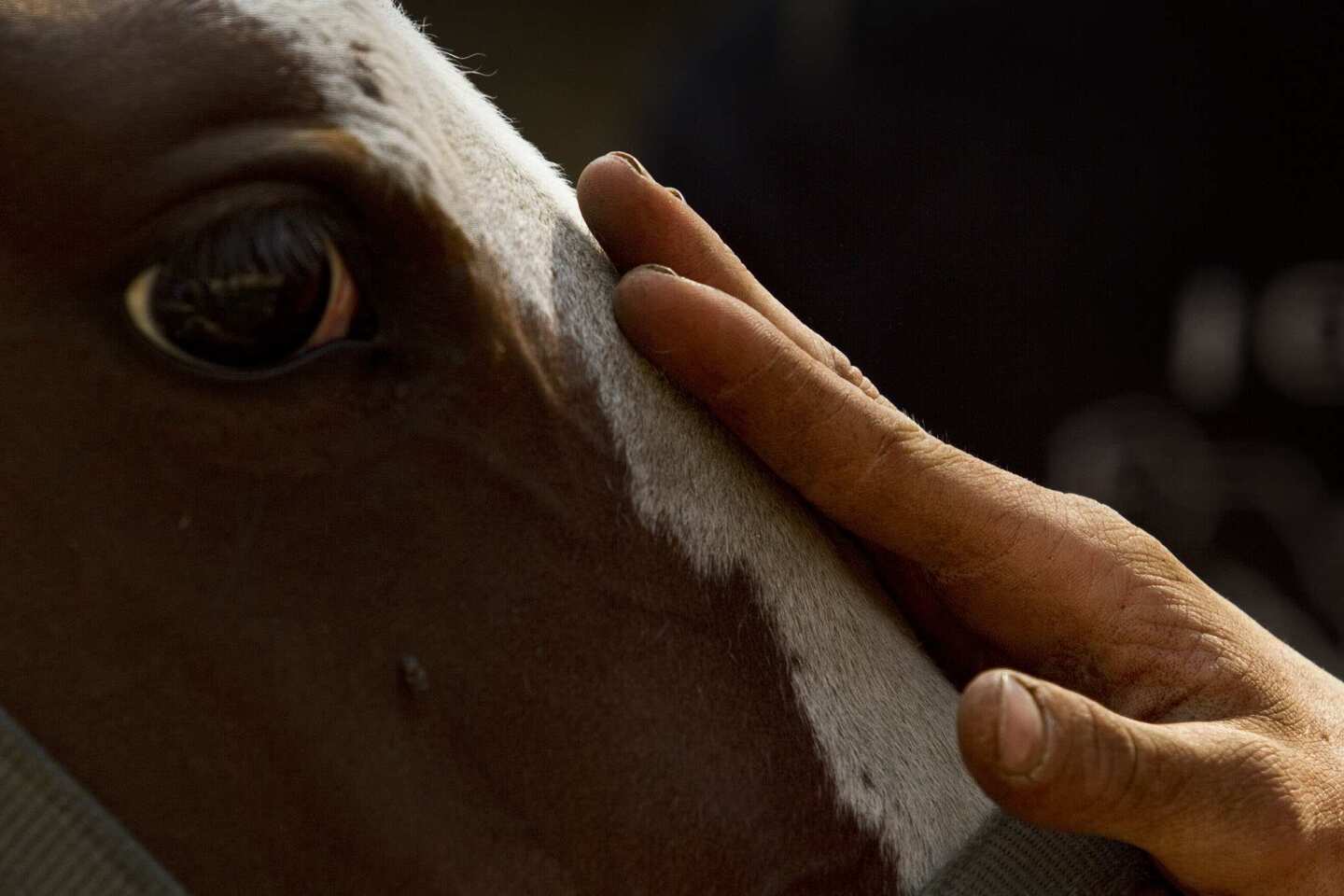 "She just needs more pets than most horses," cowboy Morgan Austin, 17, said about Riata, a nervous new horse at the D&F Pack Station in the Sierra National Forest. During the economic bust, many pet horses were left to starve. Some were rescued and are now being trained at the ranch as pack horses.