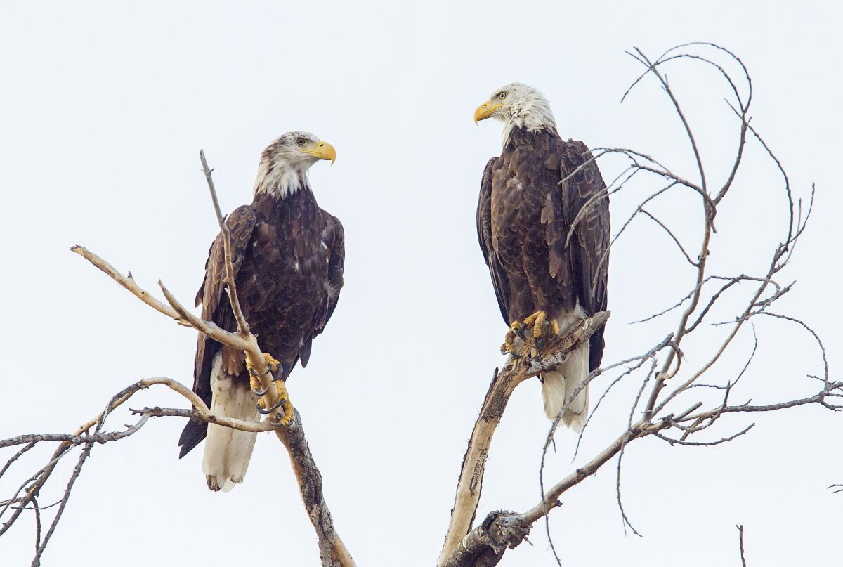 Two Bald Eagles sit perched on a tree along Highway 79 just north of Highway 78 in Santa Ysabel.
