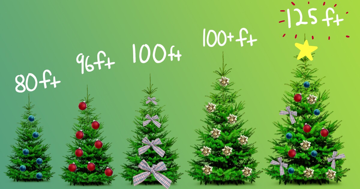 5 Of The Biggest Christmas Trees In The L A Area Los Angeles Times 25 Ft Christmas Tree In Usa 2021