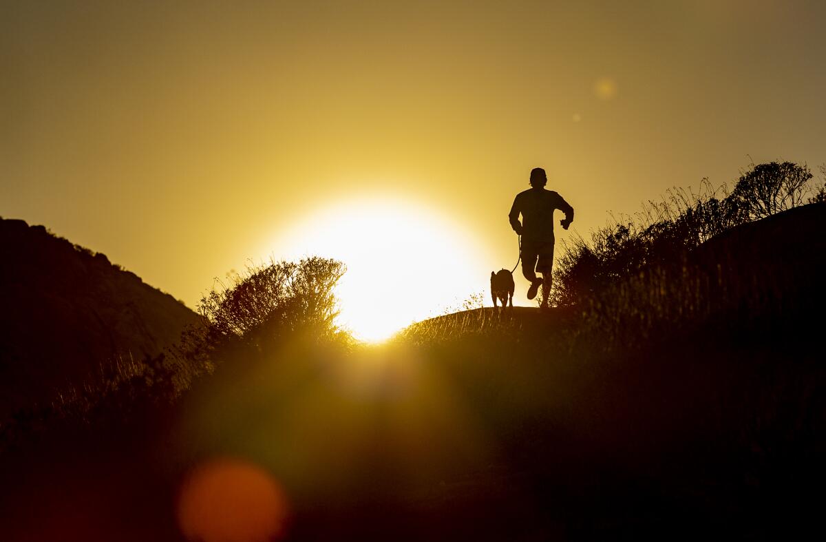 A person and a dog are silhouetted against the sun in the background.