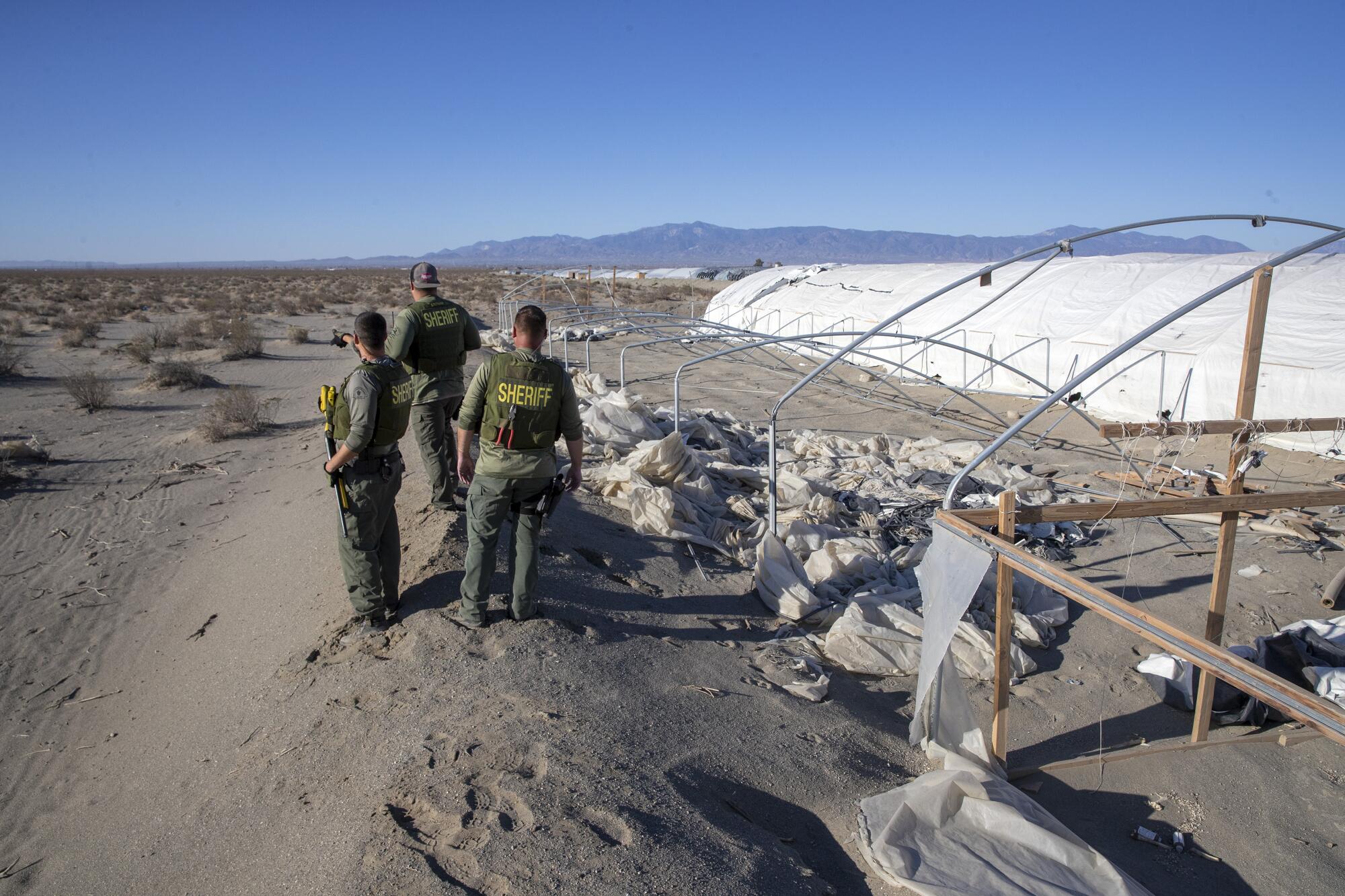 San Bernardino County Sheriff's deputies look for workers who ran as they arrived to serve a search warrant