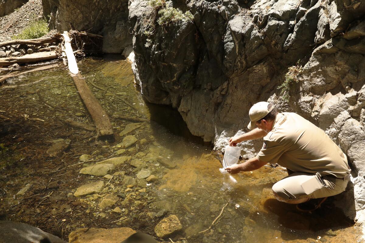 Ian Recchio releases yellow-legged frog tadpoles raised in captivity at the Los Angeles Zoo into a San Gabriel Mountain stream