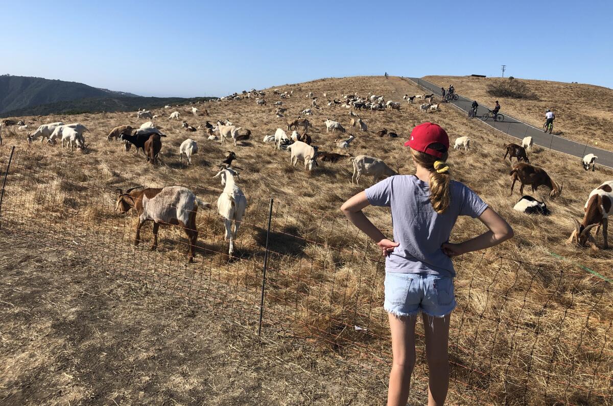 A woman watches goats eat grass 