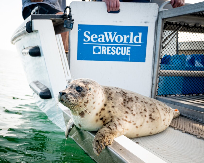 The SeaWorld San Diego rescue team returned this harbor seal pup to the water off La Jolla on June 1. 
