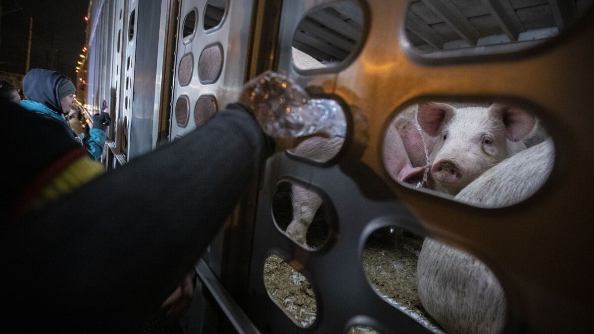 Animal-rights activists seen earlier this year offering water to pigs headed to slaughter at a Farmer John processing plant