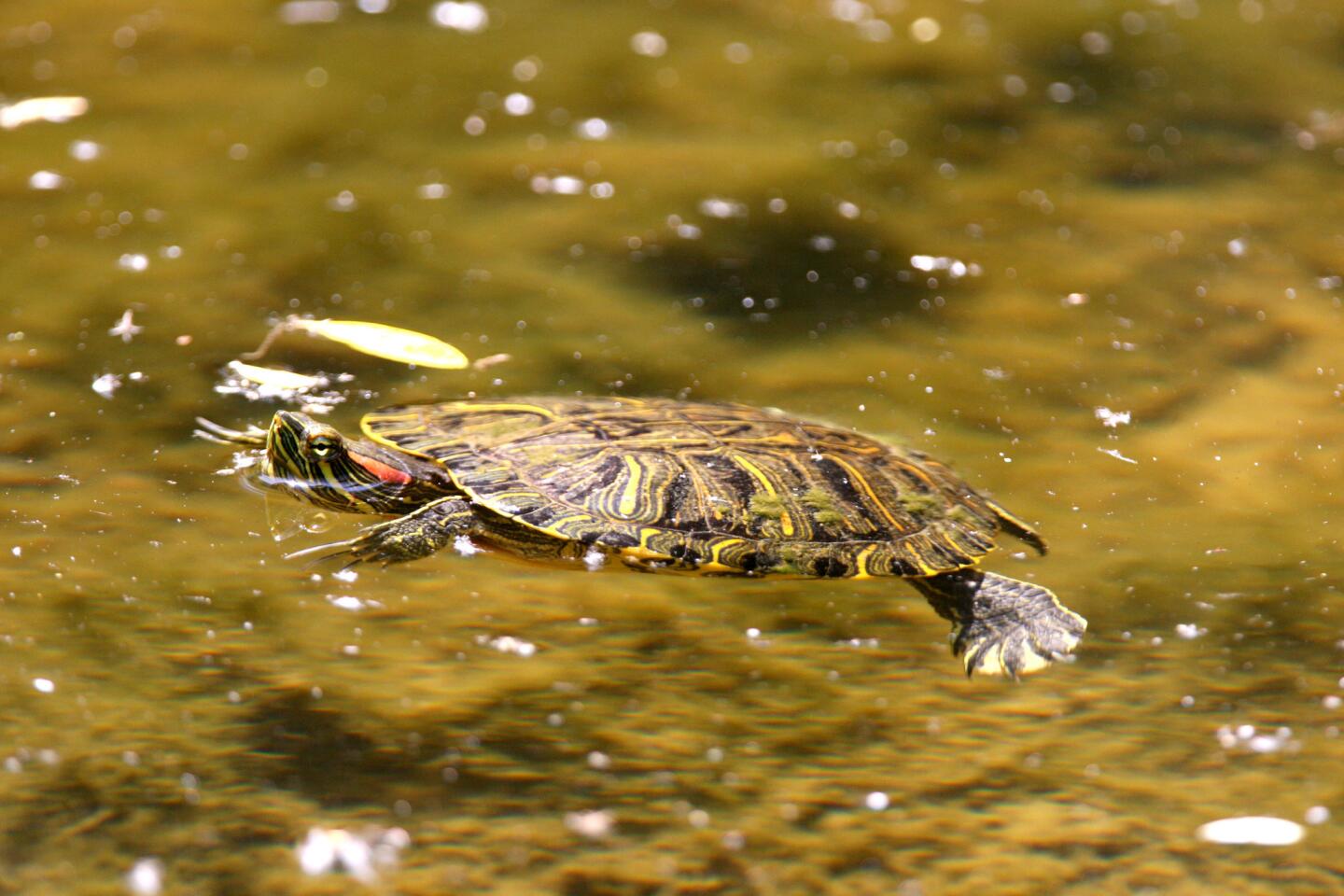 Photo Gallery: 46th annual Earth Day at Descanso Gardens