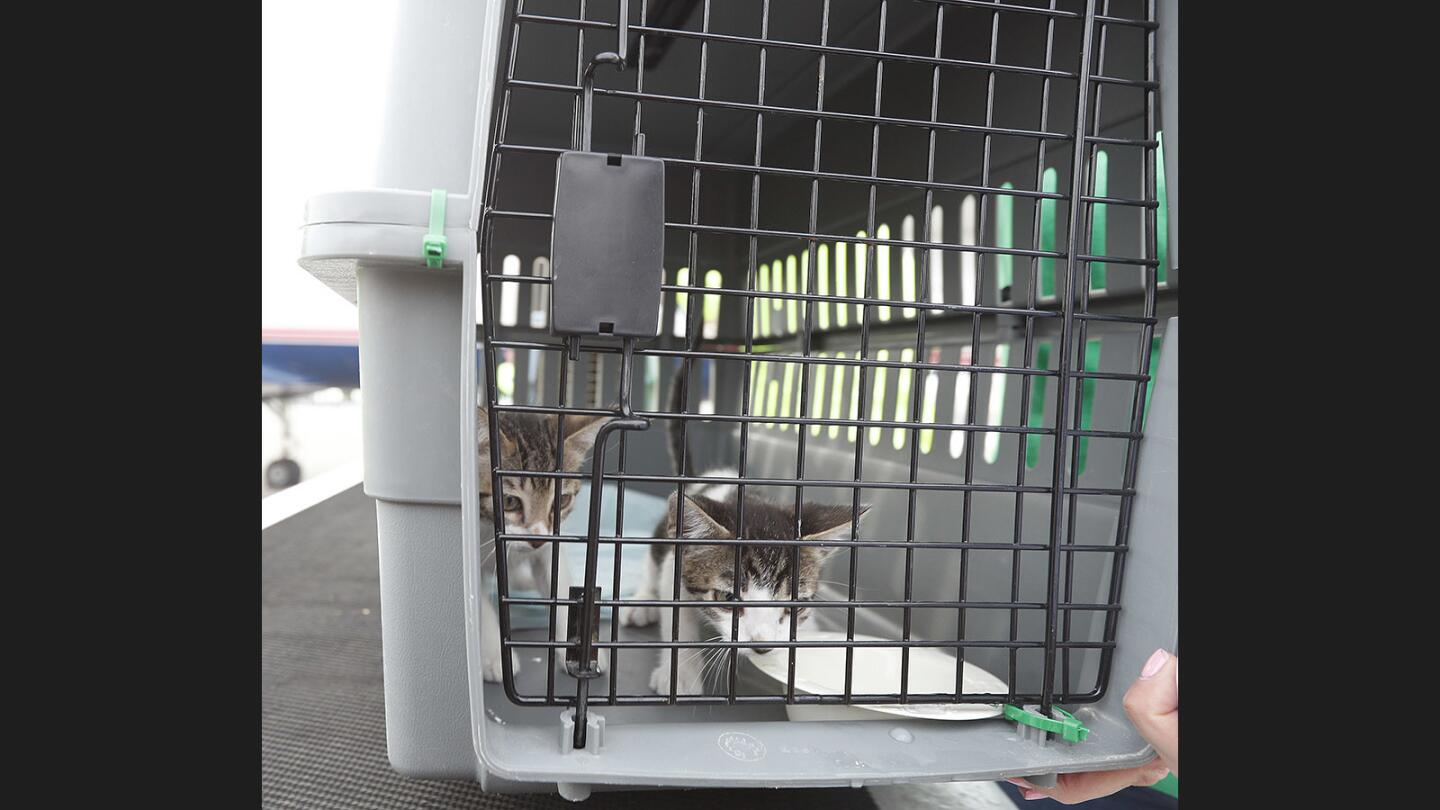 Photo Gallery: Lucy Pet Foundation rescues planeload of pets originating from Houston, TX