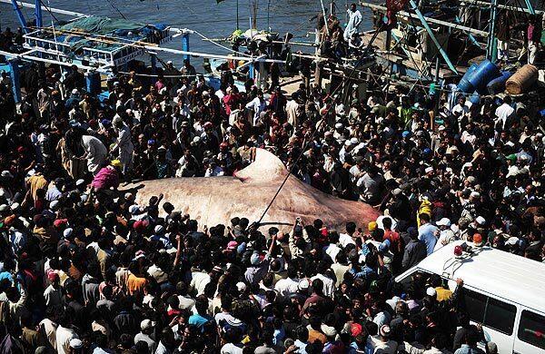 Whale shark