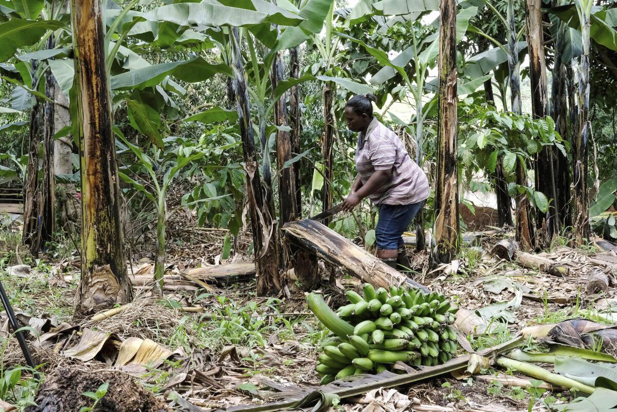 A Ugandan business turns banana fiber into sustainable handicrafts ...