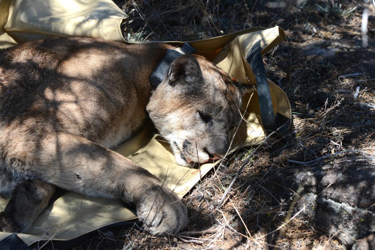 This mountain lion, known as M166, lives in Modoc National Forest and mainly feeds off wild horses in the Devil's Garden. In this photo, he is just about to wake up and scamper off after being anesthetized so that wildlife biologists can record his vitals.