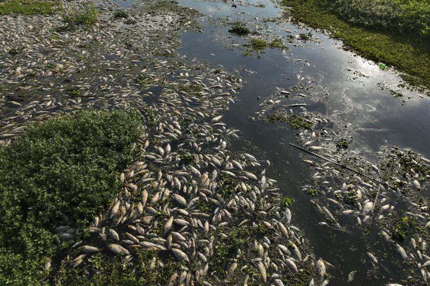 Miles de peces muertos yacen en las orillas del río Piracicaba en una zona rural de Piracicaba, estado de Sao Paulo, Brasil, miércoles 17 de julio de 2024. (AP Foto/Andre Penner)