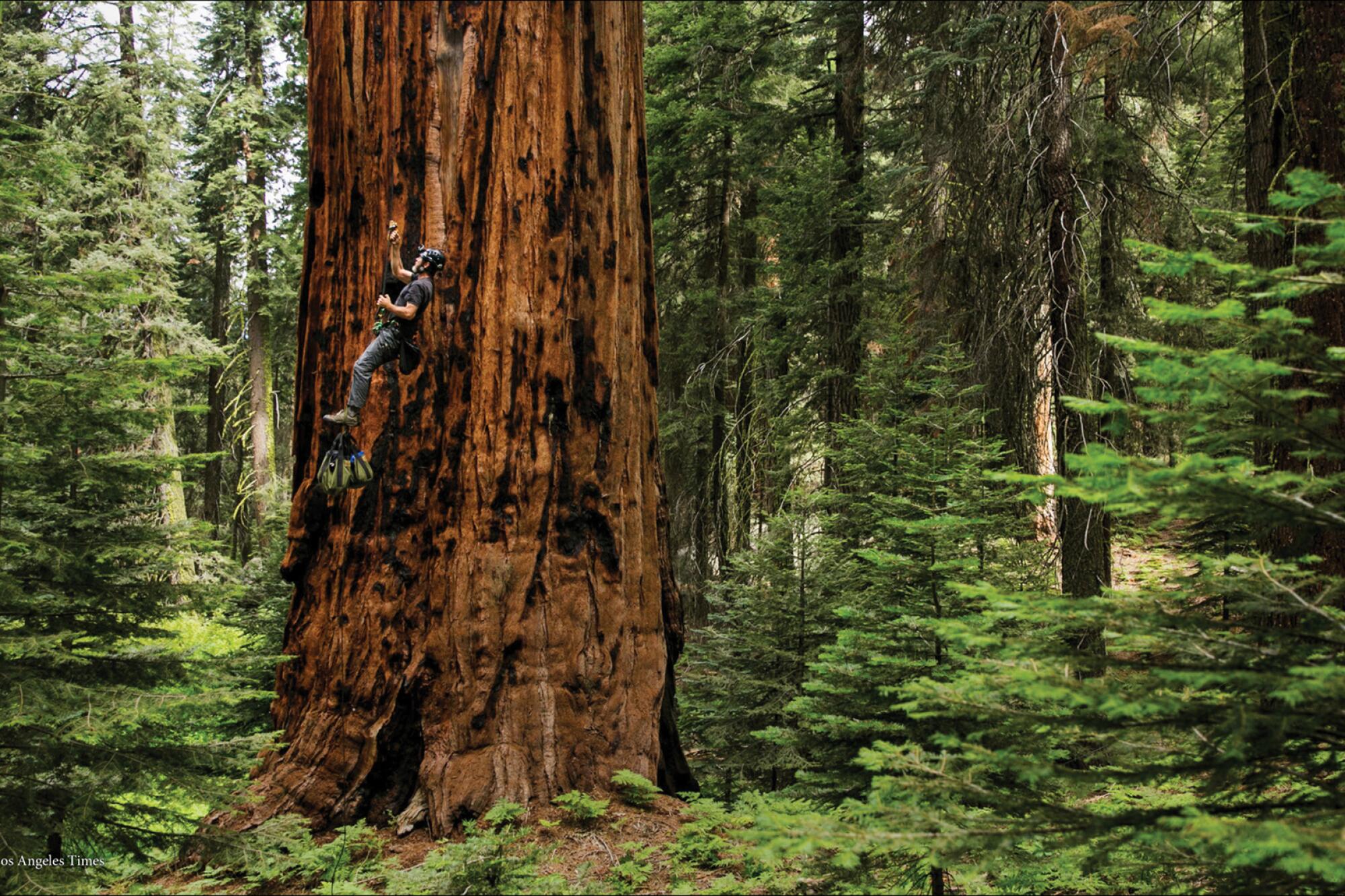 A sequoia tree rises in  a forest.