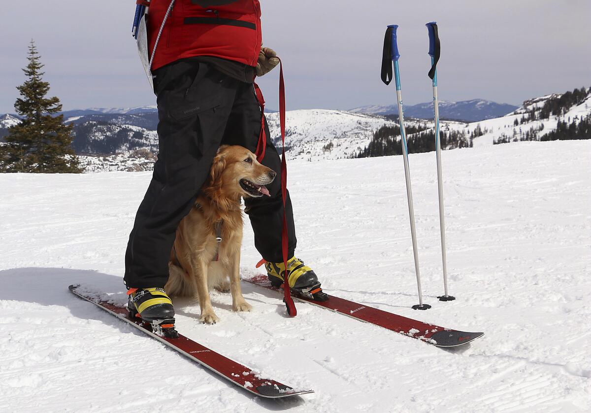 Ski patrol dog Buster, waits between the legs of ski patroller Andrew Pinkham at Sugar Bowl Resort in Norden, Calif. on March 17, 2021. Rescue dogs at Lake Tahoe ski resorts receive specialized training to rescue people from avalanches in Nevada and California. They're trained to detect human scents, find buried clothes and rescue people sunk 10 to 12 feet (3 to 3.7 meters) in the snow. (Jason Bean/The Reno Gazette-Journal via AP)